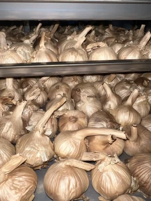 Black Garlic wholesale