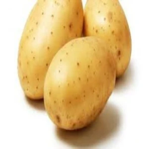 Fresh potato new crop high quality cheap price