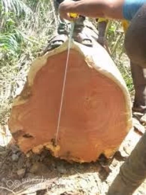 Pachyloba Hardwood Logs