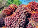 High-quality palm oil – Palm Oil