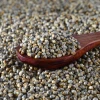 Clean pearl millet bulk sale high quality grains wholesale distribution