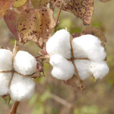 100% Raw cotton / Cotton Yarn / Cotton Fiber