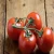 Import 100% Tomatoes/ Fresh Beef Tomato, Fresh Plum Tomatoes from Germany