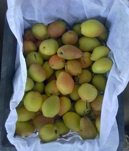 2018 new crop fresh su pear with good quality