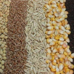 Animal Feed