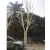 Import Artificial Big  Ficus Tree  Garden Landscape Artificial Trees For Outdoor Other Amusement Park Product  Landscaping Decoration from China