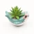 Import Best selling quality succulent planter pot with succulent plant from China