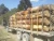 Import CHEAPEST WOOD TIMBER FOR PALLET from Brazil