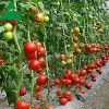 China cheap commercial plastic film vegetable greenhouse for sale