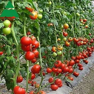 China cheap commercial plastic film vegetable greenhouse for sale