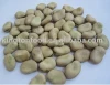 Chinese faba beans