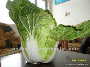 Chinese Fresh Green long Cabbage (HOT!HOT!!!)