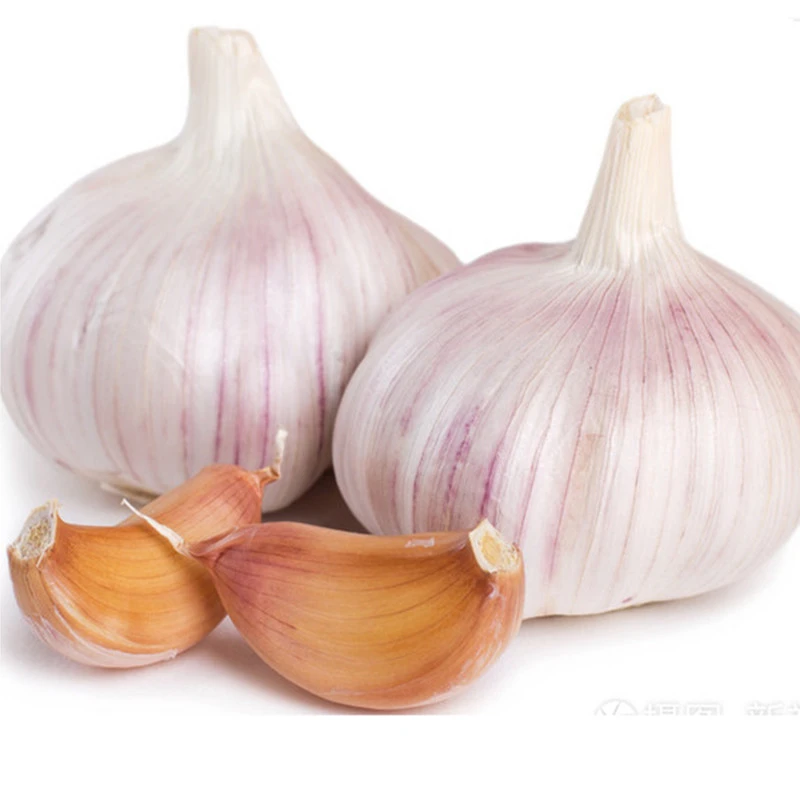 Chinese Low Price Fresh Garlic White Garlic Normal White Garlic
