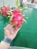 Competitive Price For Red Dragon Fruit Made In Vietnam With High Grade Have 3 Months Maturity