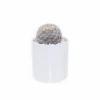 cute and lovely cactus plant live Mammillaria plumosafor home and garden nursery