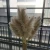 Decorative Flowers That Dried Large Fluffy Pampas Grass for Home Decoration