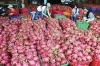 DRAGON FRUITS FROM VIETNAM PRICE IN HARVEST MONTH