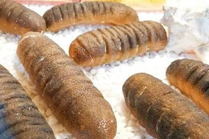 DRIED SEA CUCUMBERS 100% NATURAL AT WHOLESALE PRICE