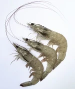 Ecuadorian Vannamei Shrimp