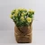 Import factory wholesale Lifelike Artificial Plants Plastic Plants with Pots from China