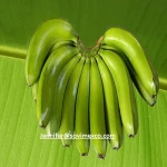 Fresh Banana From Vietnam