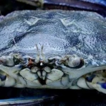Fresh Blue Swimming Crabs