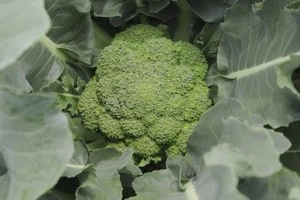 Fresh Broccoli Manufacturer from Thailand