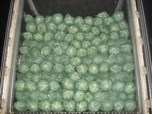 fresh cabbage