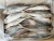 Fresh catch seafood of mackerel fresh and frozen horse mackerel