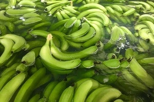 Fresh Cavendish Bananas  FOR SALE AT CHEAP PRICES