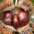 Import Fresh chestnut chestnuts wholesale from China