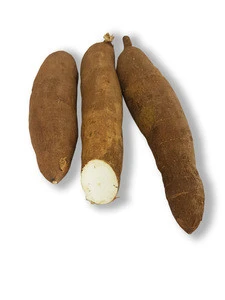 Fresh / Dried Cassava / Yuca / Tapioca Root