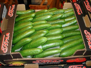Fresh Egypt cucumber