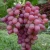 Import fresh grade a grapes for sale SWEET TASTE TOP GRADE from Egypt