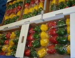 Fresh Green,Red And Yellow Capsicum