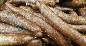 fresh nutritive cassava,TAPIOCA STARCH, CASSAVA STARCH FOR SALES