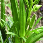 Fresh Okra Lady Finger /Fresh Green Okra/Okro For Sale