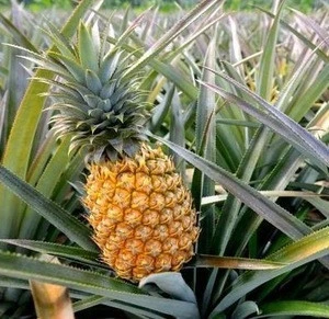 Fresh Pineapple Fruits for Sale
