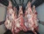 Import Frozen Goat meat frozen halal goat meat for sale from Germany