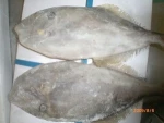 Frozen Leather Jacket Fish - High Quality and Best Price