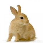 Frozen Rabbit Meat