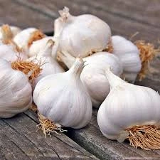 Garlic Fresh