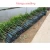 Import Good price Mango seedlings H20cm to H100 cm from China