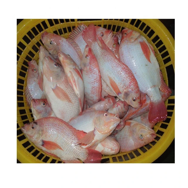 Good Prices Fish Seafood Frozen Red Tilapia