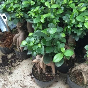 Good shape Ficus Microcarpa bonsai with Gingseng Root and engrafted leaves of ornamental plants