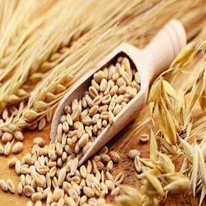 Great Wheat And Grains For Animal and Human Consumption