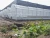 Import Hanyang Plastic Greenhouse---Intelligent film greenhouses from China