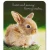 Import Happy Easter day party invitation bunny paper cards with wishes words from China