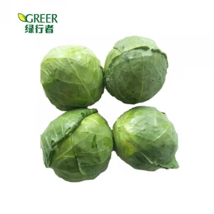 High quality Chinese fresh cabbage