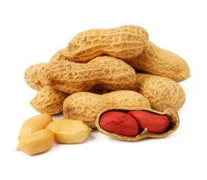 High Quality Peanuts / Groundnut